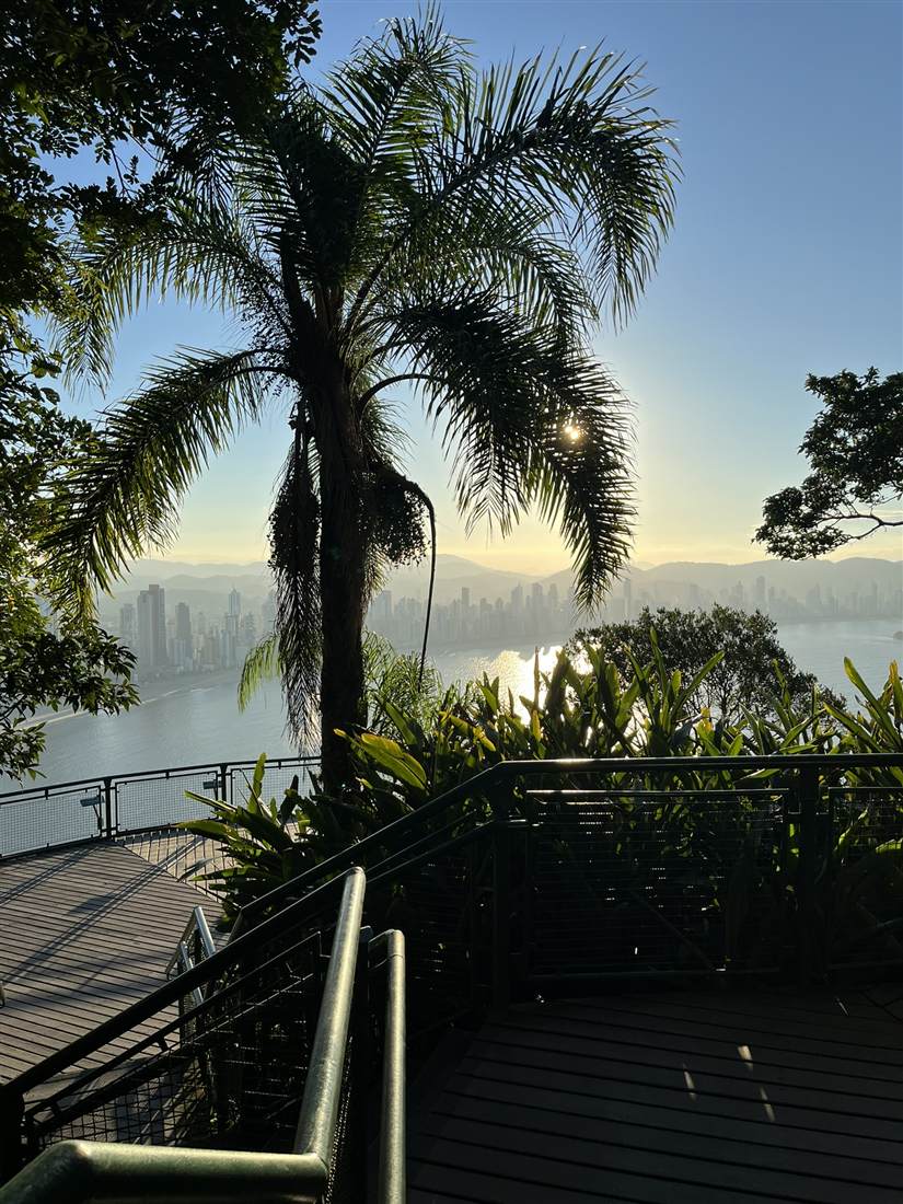 Vista do mirante em Balneário Camboriú, com palmeira e a cidade ao fundo